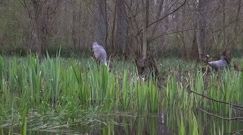 Common Crane with hatchlings Stock Footage 64453749