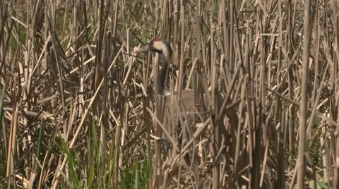 Common Crane with hatchlings Stock Footage 64544307