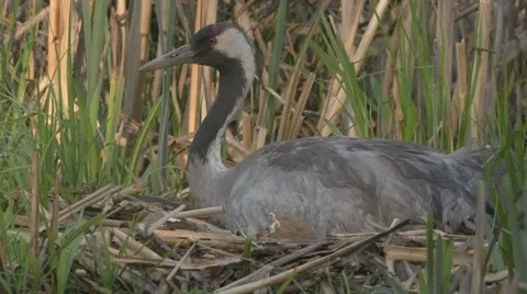 Common Crane with hatchlings Stock Footage 64545589
