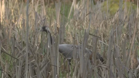 Common Crane with hatchlings Stock Footage 64546832