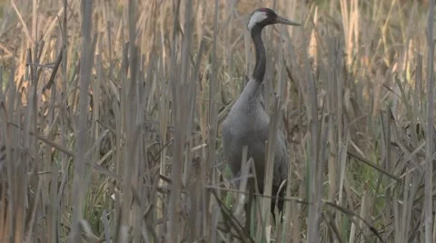 Common Crane with hatchlings Stock Footage 64547662