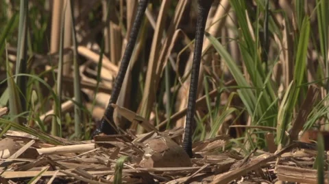 Common Crane with hatchlings Stock Footage 64553930