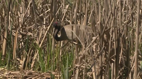 Common Crane with hatchlings Stock Footage 64588912