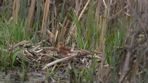 Common Crane with hatchlings Stock Footage 64590219