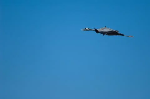 Common crane honking in flight. Stock Photos
