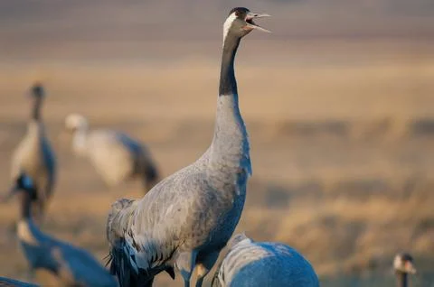 Common crane honking. Stock Photos