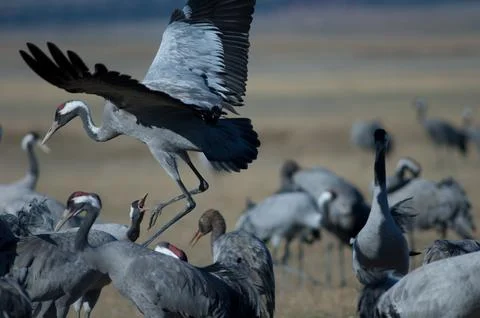 Common crane jumping. Stock Photos