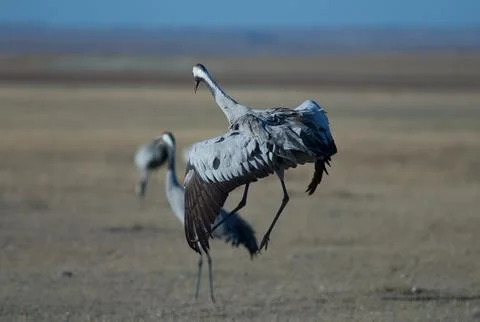 Common crane jumping. Stock Photos