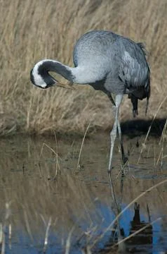 Common crane in a lagoon. Stock Photos