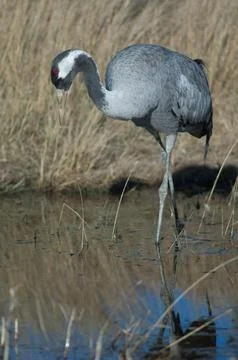 Common crane in a lagoon. Stock Photos