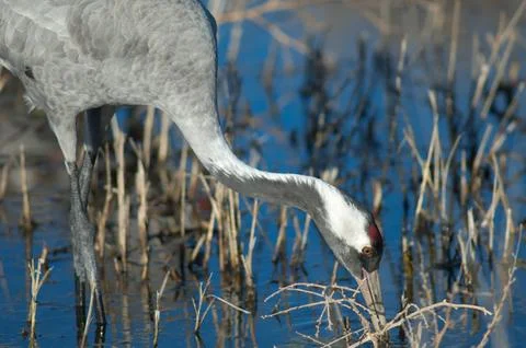 Common crane in a lagoon. Stock Photos
