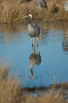 Common crane in a lagoon. Stock Photos