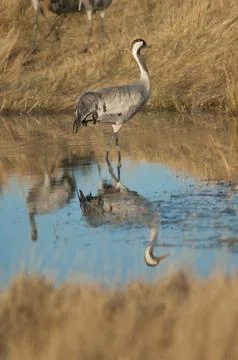 Common crane in a lagoon. Stock Photos
