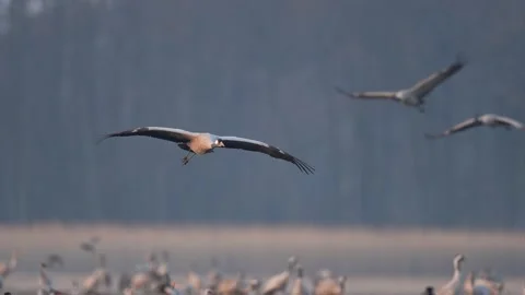 Common crane landin in super slowmotion Stock Footage 193653003
