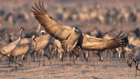 Common crane landing in super slowmotion Stock Footage 172929430