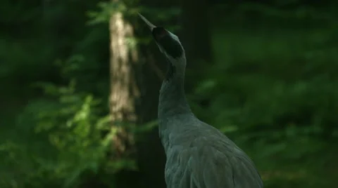 A common crane looking around a forest Stock Footage 49683454