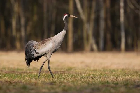 Common crane marching on grassland in spring nature Stock Photos