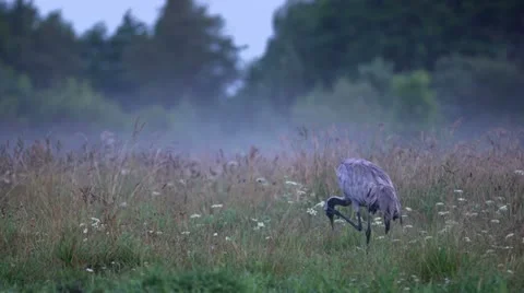 Common Crane on the morning. Stock Footage 11435005