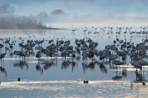 Common crane Stock Photos