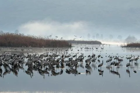 Common crane Stock Photos