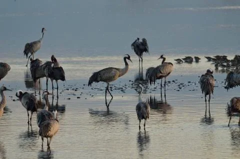 Common crane Stock Photos