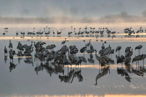 Common crane Stock Photos