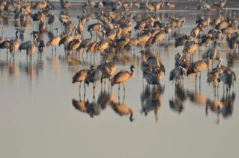 Common crane Stock Photos