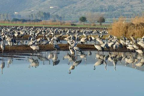 Common crane Stock Photos