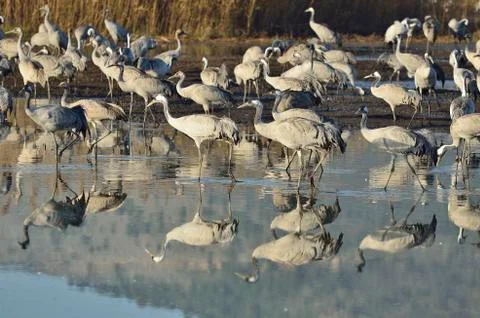 Common crane Stock Photos