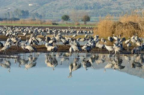 Common crane Stock Photos