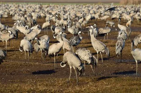 Common crane Stock Photos