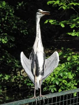 Common crane Stock Photos