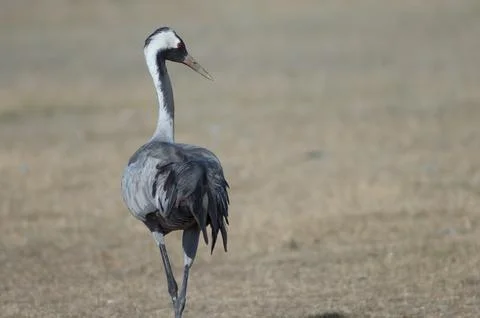 Common crane. Foto stock