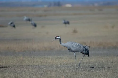 Common crane. Stock Photos