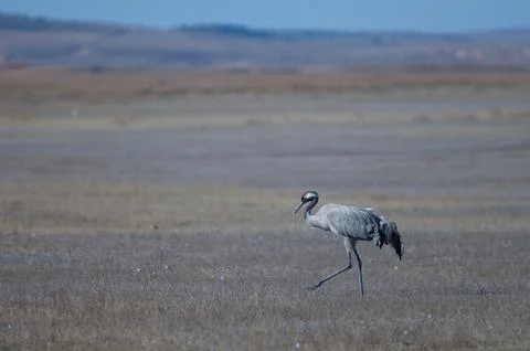 Common crane. Stock Photos