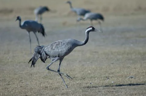 Common crane. Stock Photos