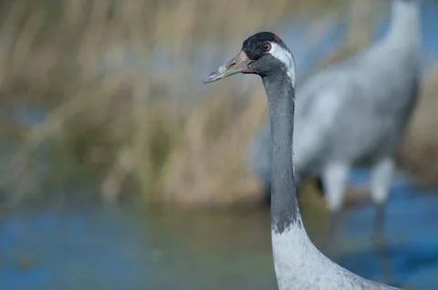 Common crane. Stock Photos