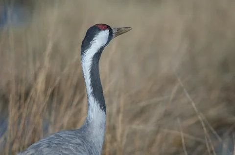 Common crane. Stock Photos