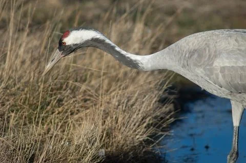 Common crane. Stock Photos