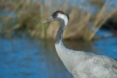 Common crane. Stock Photos