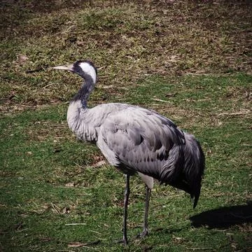 Common Crane Stock Photos