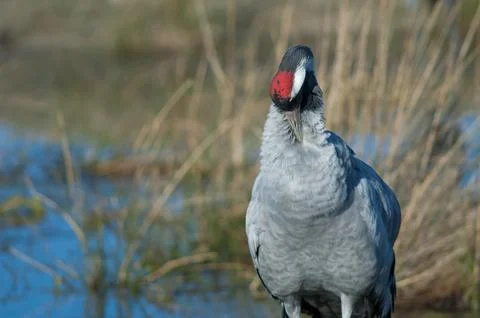 Common crane preening. Stock Photos