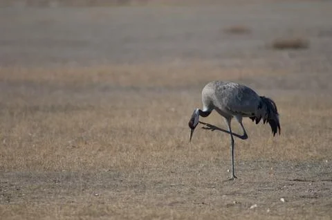 Common crane scratching. Stock Photos