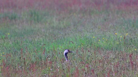 Common Crane sitting in a Dutch Meadow Stock Footage 342797492