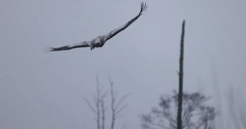Common crane  soars to flight,close, 4K slomo Stock Footage 168133326