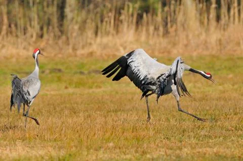 Common crane in spring Stock Photos