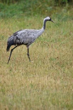 Common crane stalking. Stock Photos