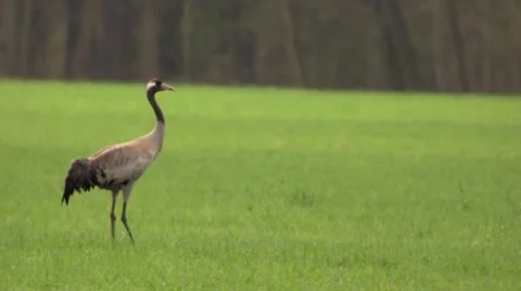 Common Crane in summer Video stock 62935949