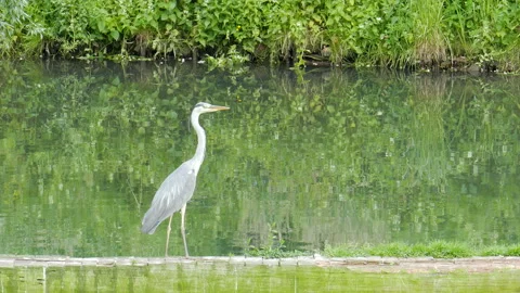 Common Crane In Summer Stock Footage 86328732