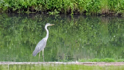 Common Crane In Summer. Zoom in shot Stock Footage 86530491